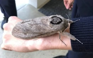 体型比老鼠还要大！澳洲有世界上最重的飞蛾 ！