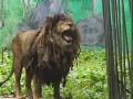 动物园狮子因不爱洗澡走红：酷似乞丐 !