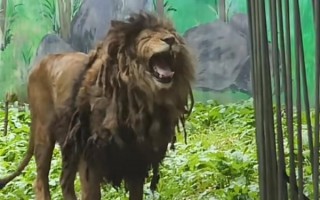 动物园狮子因不爱洗澡走红：酷似乞丐 !