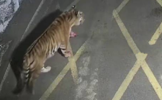吉林某单位门岗出现野生东北虎：前爪上还残留着血迹 ！