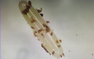 太渗人 海关查获进境邮件：开箱后竟是500多万只蟋蟀虫卵 ！