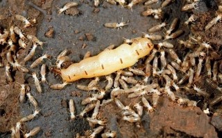 杭州152户人家出现密集白蚁：专家科普预防、灭杀秘籍 ！