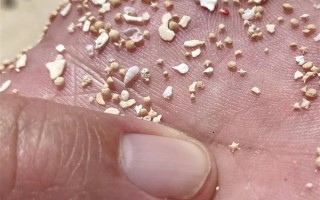 冲绳海滩上成千上万的小“星星” 是生物5亿年堆积起来的 ！