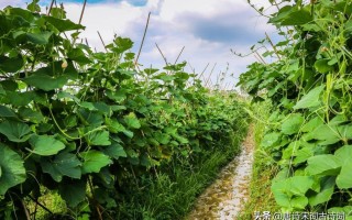 怎么形容夏天的美（古时候的诗人是如何描写夏天的） ！