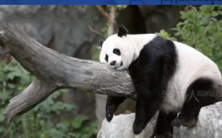 外媒：白宫称欢迎大熊猫重返美国，很乐意看到它们在这里 ！
