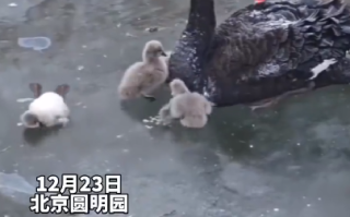 两位大爷救出被冻冰面的天鹅宝宝 ！天鹅夫妇的动作仿佛在说：“谢谢” ！