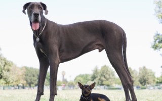 十大巨型犬排行（世界上最大的10种狗狗）
