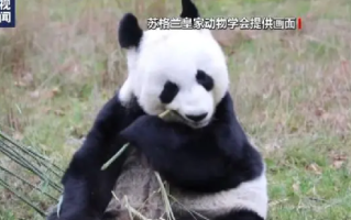 旅英大熊猫阳光和甜甜已安全抵达成都 ！网友：欢迎回家！ 