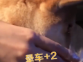 堵在路上狗子晕车晕到怀疑人生：比主人还要难熬 ！