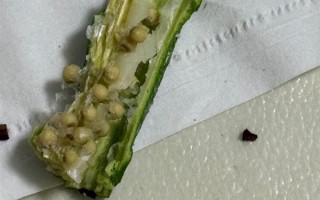 多数“冻干蔬菜脆”实为油炸产品：吸油量甚至超过直接油炸 !