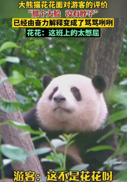 花花挣的工资有一大半是委屈费 ！花花：这班上的太“憋屈”了！-第1张图片