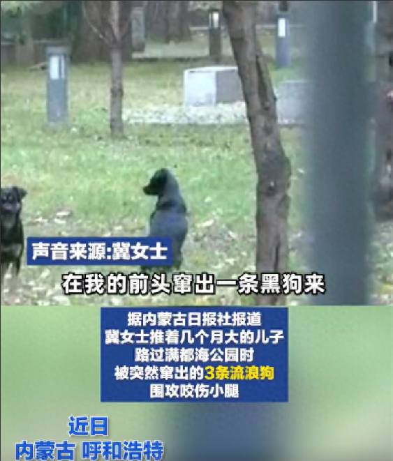 女子带娃路过公园 被3条流浪狗围攻咬伤小腿 ！公园管理方：一直在加强管理增派人手 ！-第1张图片