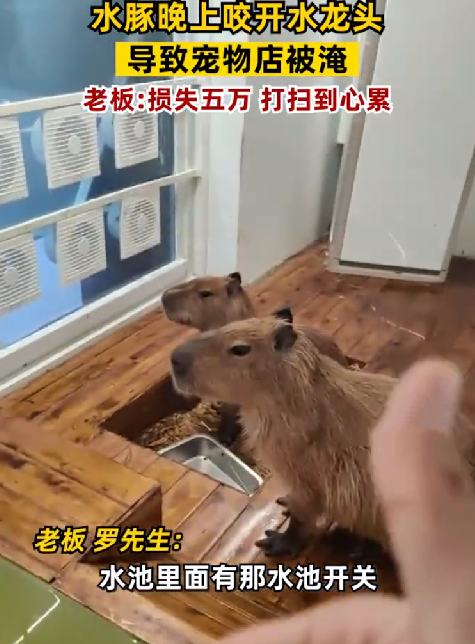 水豚咬水龙头致猫咖店被淹损失5万 ！老板：打扫到心累！-第1张图片