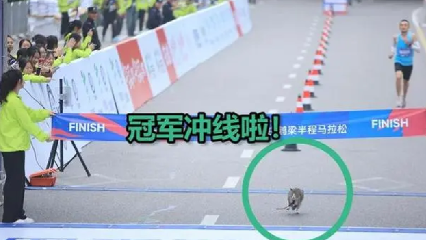 半马终点杀出一只猫 比冠军还先冲线 ！网友：“夺冠还得看喵星人” ！-第1张图片