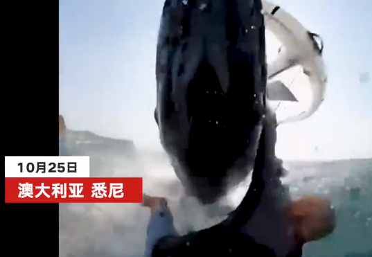 澳大利亚男子冲浪被座头鲸撞翻：幸运的是，这名冲浪者并无大碍 ！-第1张图片