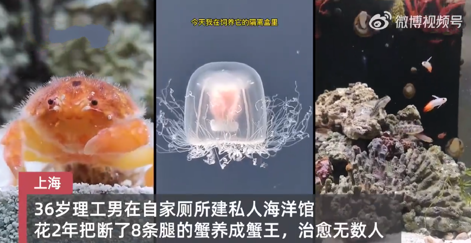 小伙在自家厕所里建海洋馆隐居6年拍科普视频 ！直言：“只要还有人看，我就会分享下去” ！-第1张图片