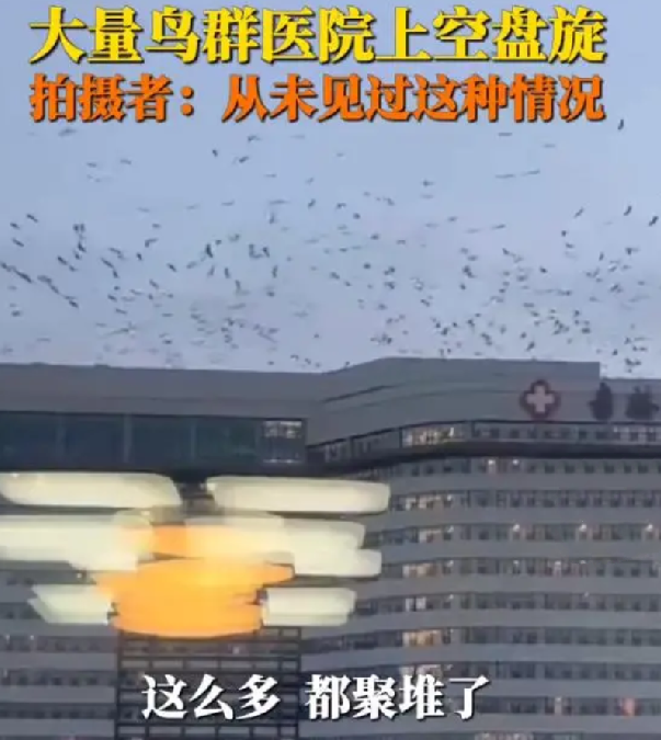 吉林一医院上空有大量飞鸟盘旋 ！知情人：维持了四、五分钟，从没见过，感觉很奇怪！-第1张图片
