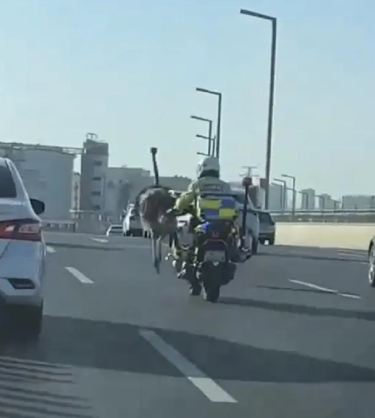 鸵鸟在街头狂奔 交警:跑了几十公里，动物园将鸵鸟控制带走了！-第1张图片