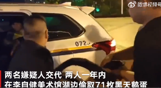 71枚黑天鹅蛋被偷 找到时已孵化2只：两名嫌疑人已被警方刑事拘留 ！-第1张图片