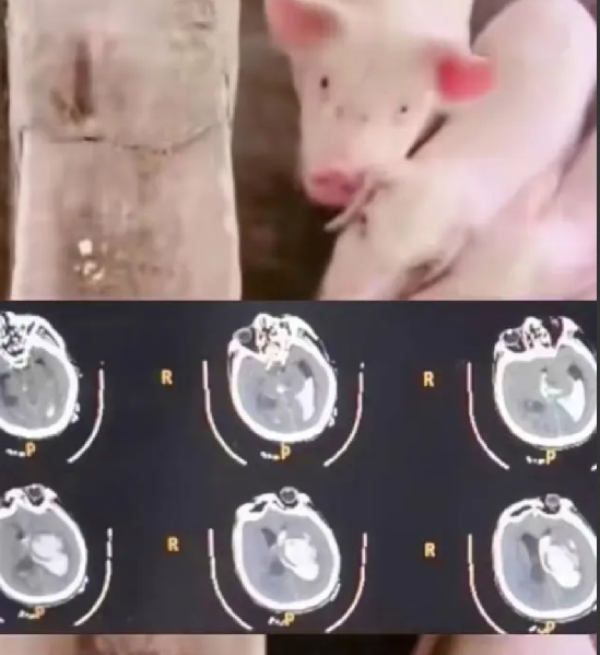 男子喂猪时晕倒 遭家猪啃食下半身：导致外生殖器被啃食全无 ！-第1张图片