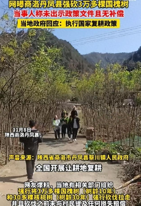 官方调查强砍3万多棵国槐树事件：目前丹凤县已成立调查组 ！-第1张图片
