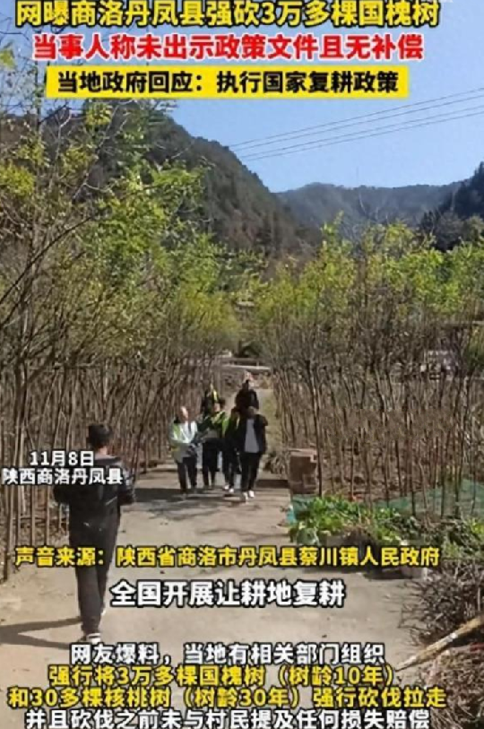 陕西通报砍国槐事件:违规占用农田，不涉及赔偿事项 ！-第1张图片