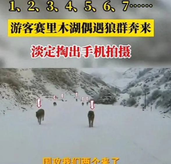 游客新疆偶遇狼群淡定拍照 ！ 网友也调侃道：不知道蛋黄派管用不了！-第1张图片