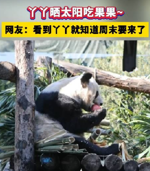 丫丫晒太阳吃果果！网友：看到丫丫就知道周末要来了！-第1张图片