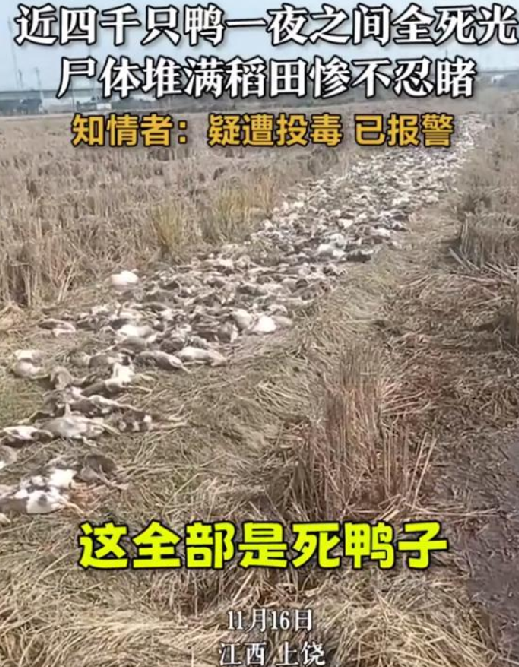 警方调查农户4千只鸭子集体死亡 ！知情人：疑似有人投毒，损失达十余万元 ！-第1张图片