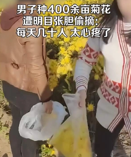 河南百亩菊花种植户称被群众偷摘！直言：自己种的地却没有一点主权 ！-第1张图片