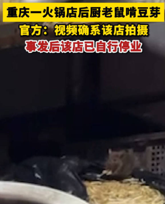 重庆火锅店后厨老鼠吃豆芽 官方通报：视频确系在该店拍摄，目前已自行停业整顿 ！-第1张图片