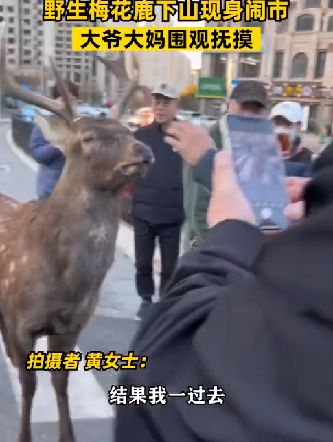 梅花鹿现身闹市大爷大妈围观抚摸 ！路人：附近山上有一群，不怕人 ！-第1张图片