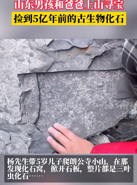 5岁男孩发现5亿年前古生物化石：发现地应该属于寒武纪或者是奥陶纪的地层 ！-第1张图片