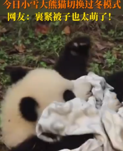熊猫宝宝过冬裹紧小被子 ！网友：实在也太萌了 ！-第1张图片