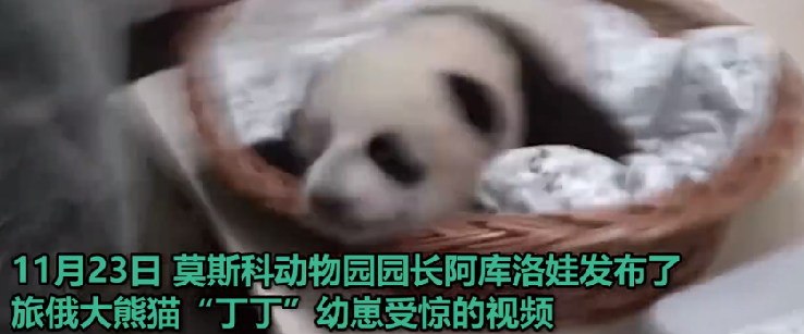 旅俄大熊猫幼崽“奶凶”画面曝光：摄像师吓得镜头都晃了 ！-第1张图片