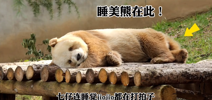 七仔连睡觉jiojio都在打拍子 ！网友：这是谁家的睡美熊呀？-第1张图片