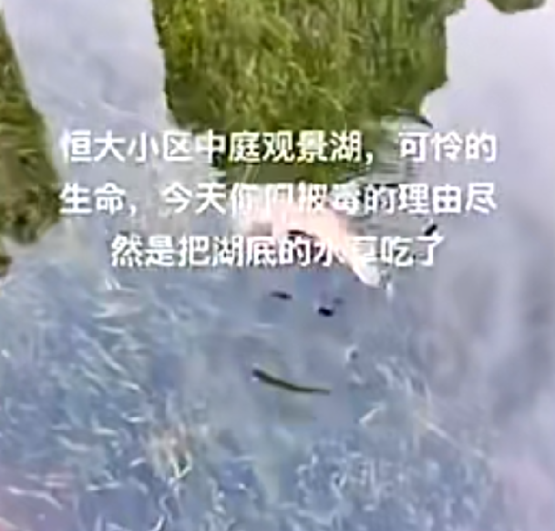 为保护水草毒死百条鱼?物业回应：是为了杀湖里的福寿螺，死掉的鱼会当作生活垃圾处理 ！-第1张图片