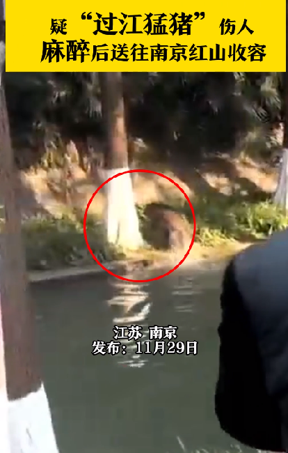 南京过江猛猪伤人后疑落网：身中多针麻醉后被擒获送往南京红山动物园救助 ！-第1张图片