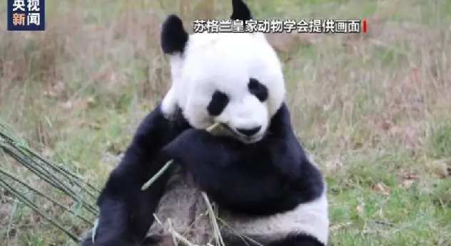 旅英大熊猫阳光和甜甜已安全抵达成都 ！网友：欢迎回家！ -第1张图片