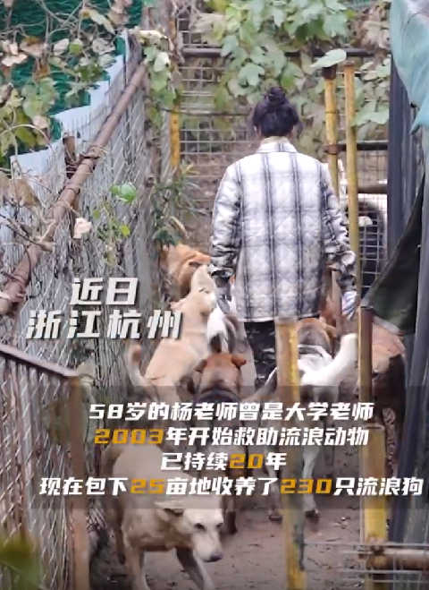 大学老师卖两套房救助流浪狗20年 ！直言：后半辈子与狗狗一起慢慢变老 ！-第1张图片