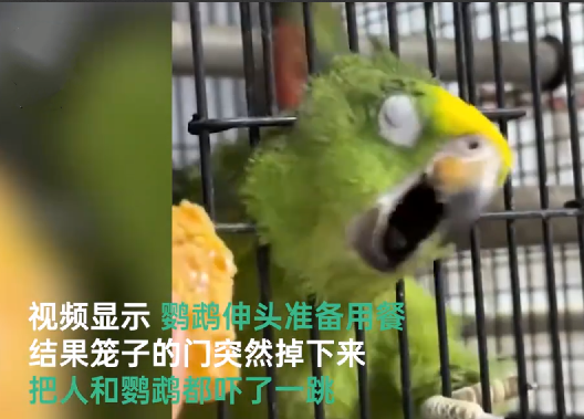 网友分享自家鹦鹉吃“断头饭”：其他网友不服，纷纷分享了自家鹦鹉的“剃胡子”、“跳舞”等技能 ！-第1张图片