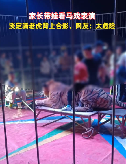 广西一马戏团让孩子骑老虎拍照：老虎没有打麻醉，但是被绑好了 ！-第1张图片