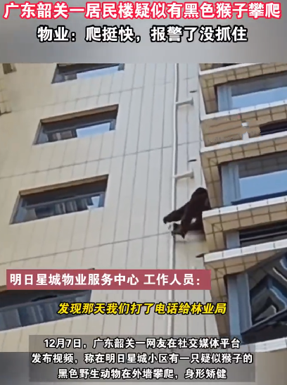 广东有猩猩爬居民楼?物业:没抓住，没想到它身手矫健，目前不知所踪 ！-第1张图片