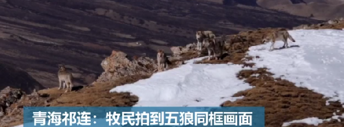 青海牧民拍到五狼同框画面：棕熊、雪豹和兔狲等诸多珍稀野生动物也在祁连山出没 ！-第1张图片