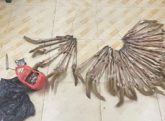 上海男子捕食33只黄鼠狼 被警方抓获！科普：非法捕猎20只即可入刑 ！-第1张图片