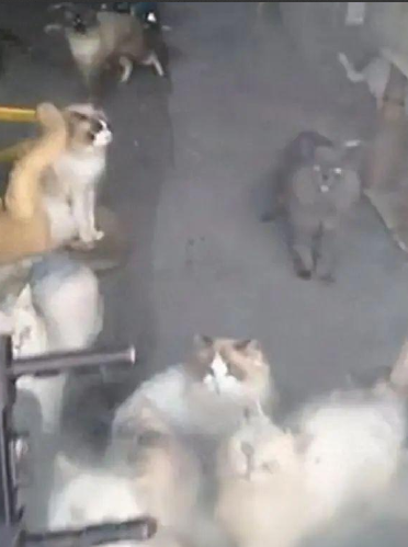 猫咖20只猫饿到互相残杀?店主回应：视频系造谣，系有人投喂劣质猫粮致肠道受损 产生臭味 ！-第1张图片