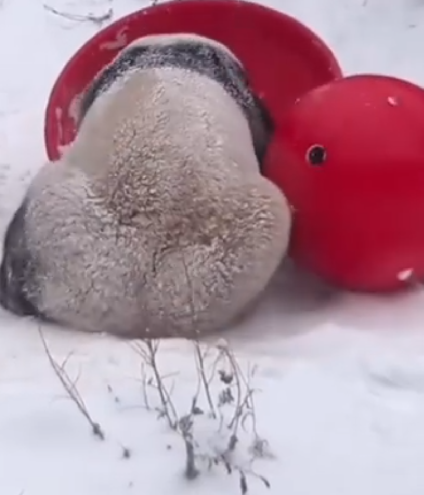 萌兰滚了一身炸裂糖霜 ！网友：这是可盐可甜的“雪佛兰”呀！-第1张图片