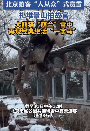 北京游客人从众式赏雪:扎堆拍故宫，大熊猫“萌兰”雪中再现经典绝活“一字马” ！-第1张图片