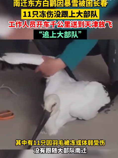 11只掉队东方白鹳被专车护送放飞：助其“归队”！-第1张图片