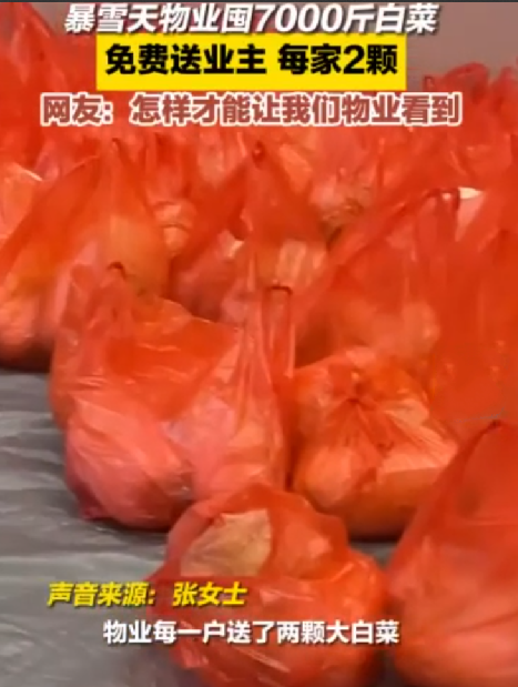 暴雪天物业囤白菜免费送业主：准备了7000斤白菜，每户可以领取2颗 ！-第1张图片